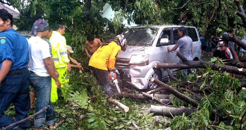 Saat melintas dijalan raya Desa Singopadu, Tulangan, Mobil APV tertimpa pohon tumbang ketika hujan deras. (gus)