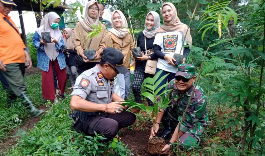 Kawasan Hutan TNBTS Pronojiwo Ditanami Bambu Petung, Kayu Samanea dan Kayu Bulu