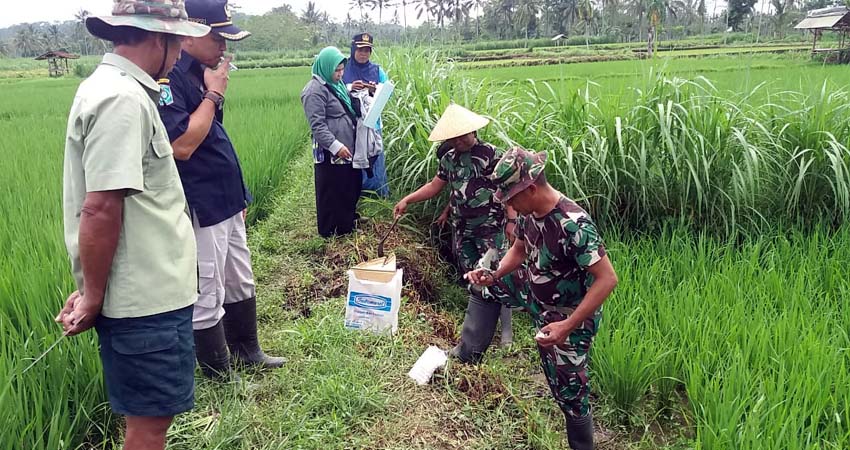 Koramil Klakah Lumajang Perangi Tikus, 'Terjun' ke Sawah bantu Petani