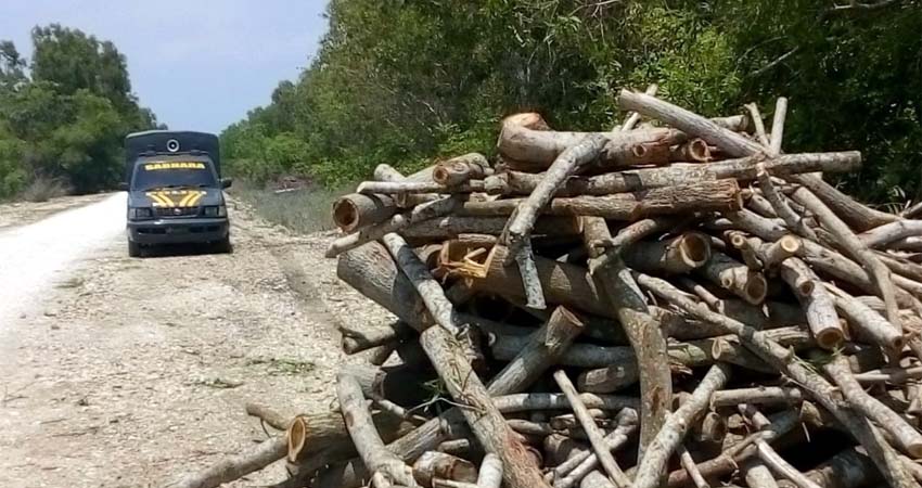 Sepanjang 3 KM, Pohon - Pohon Akasia JLS Gumukmas Jember Dijarah