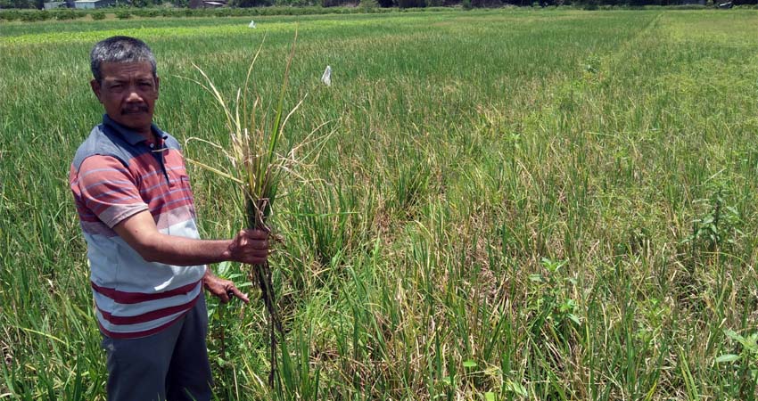 PUTUS ASA : Karena terus merugi karena tanaman diserang tikus, petani Desa Watesari - Balongbendo ingin menjual lahan garapan. (par)