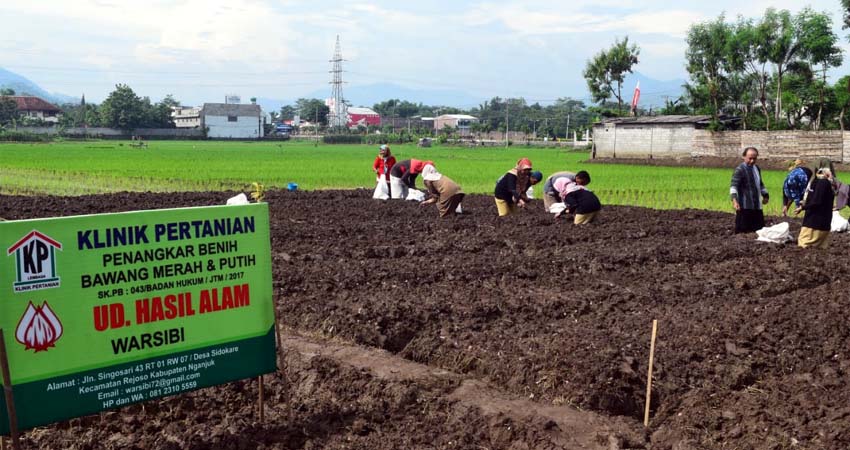 Petani Millenial Trenggalek Tanam Perdana Bawang Merah