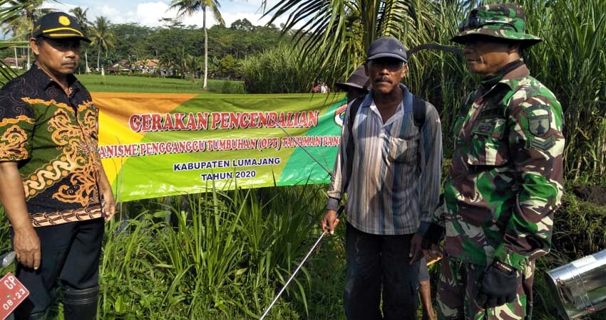 Lahan Kelompok Tani Hasil Bumi Klakah Jadi Objek Pengendalian OPT