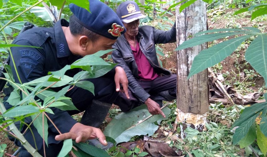 LOKASI : Perusakan tanaman karet di Blok Bokor Afd SK/SM Kebun Pancursari. (ist)