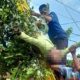 Petugas PLN dibantu warga sedang mengevakuasi korban dari atas pohon. (rir)