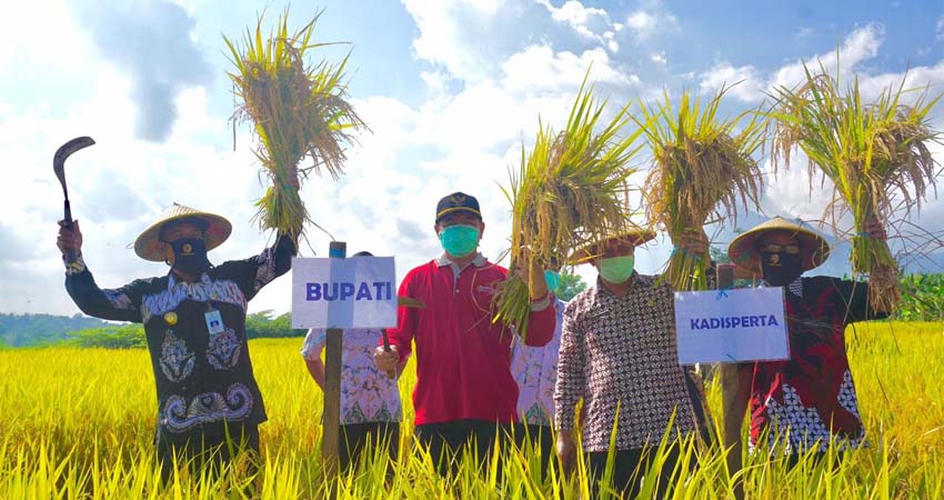 Bupati Mojokerto Panen Raya di Kutorejo, Dibeli Pemkab, Disalurkan ke Masyarakat Terdampak Covid-19