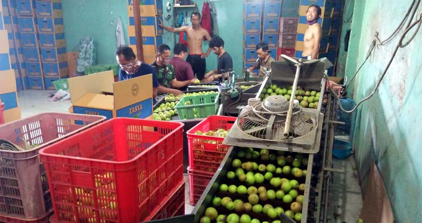 Permintaan Buah Apel Tetap Stabil di Tengah Pandemi Covid -19