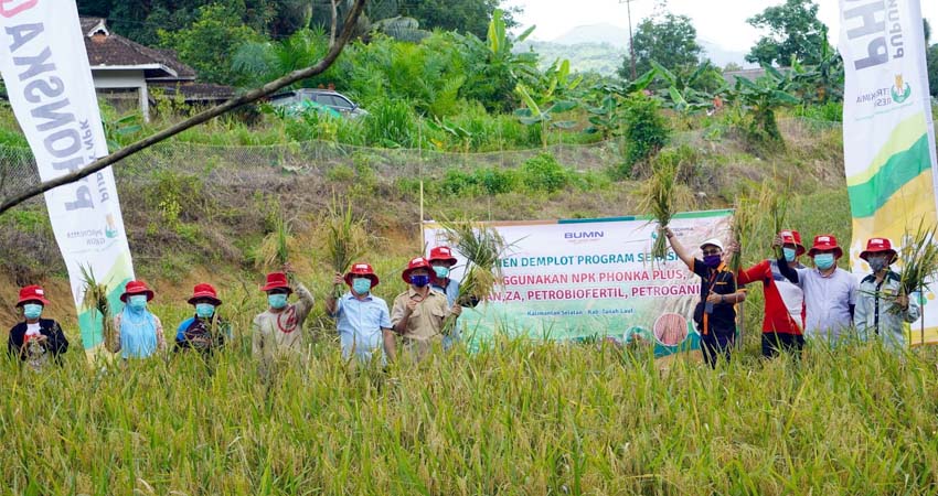 Panen Padi Lahan Demplot Program SERASI di Tanah Laut, Kalimantan Selatan