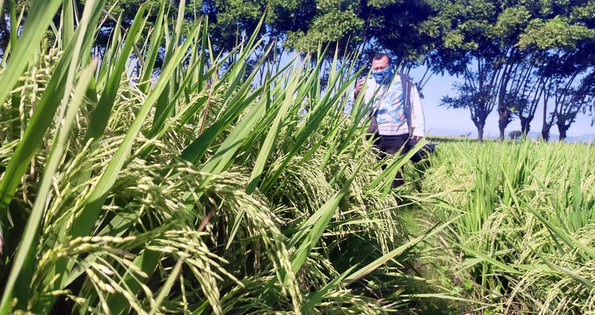 SIAP PANEN: Lahan pertanian Poktan " Muja " salah satu kelompok tani yang berada di dusun Karangmalang, Desa Trebungan, Kecamatan Mangaran, Kabupaten Situbondo, Jawa Timur. (her)