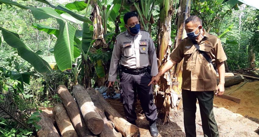 Petugas mengamankan barang bukti kayu jati hasil curian MS