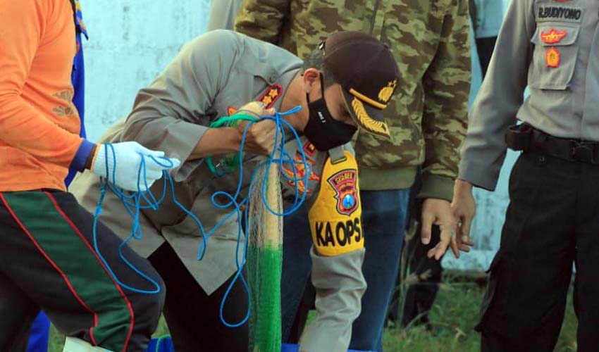 Di Tengah Pandemi Covid-19 , Kapolres Bersama Dandim Jember Panen Raya Udang