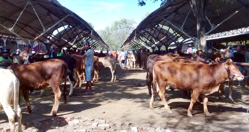 Hewan ternak di pasar hewan Sumberkolak, Kecamatan Panarukan. (her)