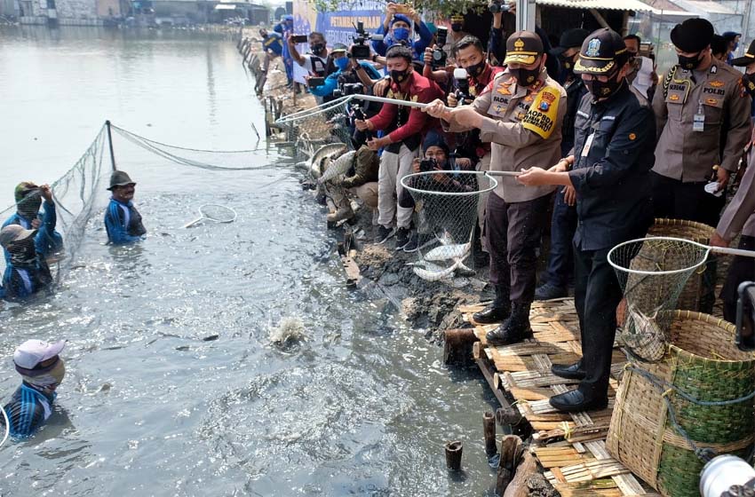 PANEN - Kapolda Jatim Irjen Pol Mohammad Fadil Imran bersama Pangdam V Brawijaya dan jajaran Forkopimda Sidoarjo panen raya dan tabur benih bandeng bersama petambak binaan Desa Kalanganyar, Kecamatan Sedati, Sidoarjo, Kamis (9/7/2020)