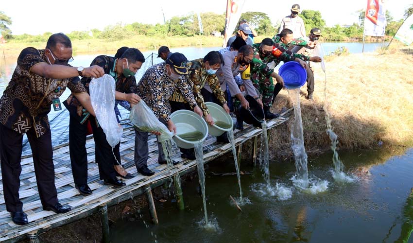 TABUR - Plt Bupati Sidoarjo, Nur Ahmad Syaifuddin bersama Forkopimda Sidoarjo menabur 5.000 benih dan panen bandeng di Desa Tambakoso, Kecamatan Waru, Sidoarjo, Jumat (17/7/2020) sore