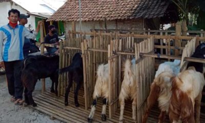 Lapak hewan kurban milik Syaif'uddin di Jl Trunojoyo Gondanglegi Kulon Kabupaten Malang