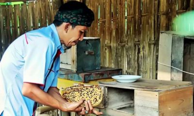 Potensi Budidaya Lebah Madu BUMDes Samawa Desa Kaliboto Lor Lumajang
