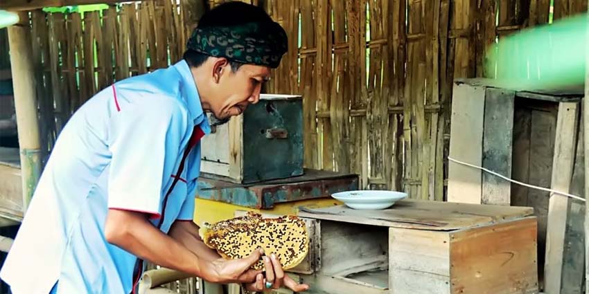 Potensi Budidaya Lebah Madu BUMDes Samawa Desa Kaliboto Lor Lumajang