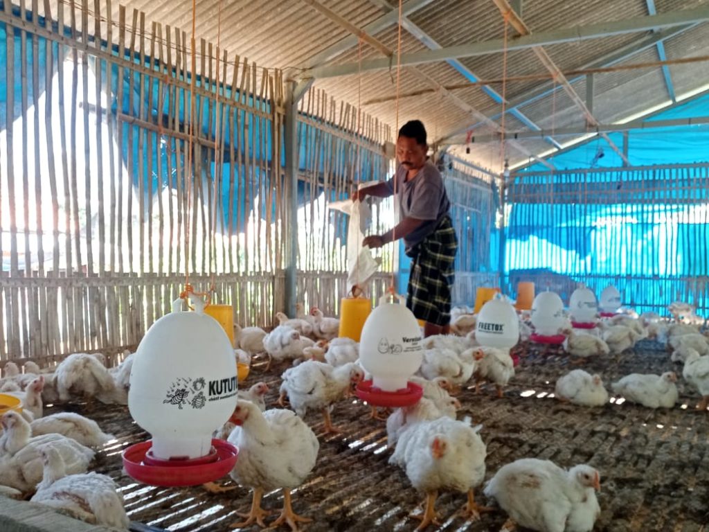 Peternak Ayam Lesu, Hadang Pemasok dari Luar - Memontum.Com