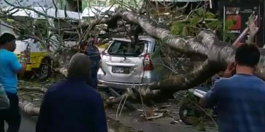 Mobil Avanza tertimpa pohon. (Ist)