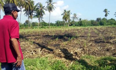 Sublok Diduga Pilih Kasih, Petani di Kecamatan Arjasa Situbondo Mengeluh