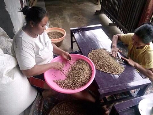 MANDIRI: Di Hari Pertanian Nasional yang jatuh pada Kamis, 24 September besok, petani kopi Dampit masih berupaya untuk mandiri, tidak terjerat hutang ke tenkulak. Tampak petani kopi Dampit sedang beraktifitas. (ist)