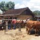 Puluhan ekor sapi di pasar hewan Glenmore, Kecamatan Glenmore, Banyuwangi yang tidak laku dijual karena sepi pembeli