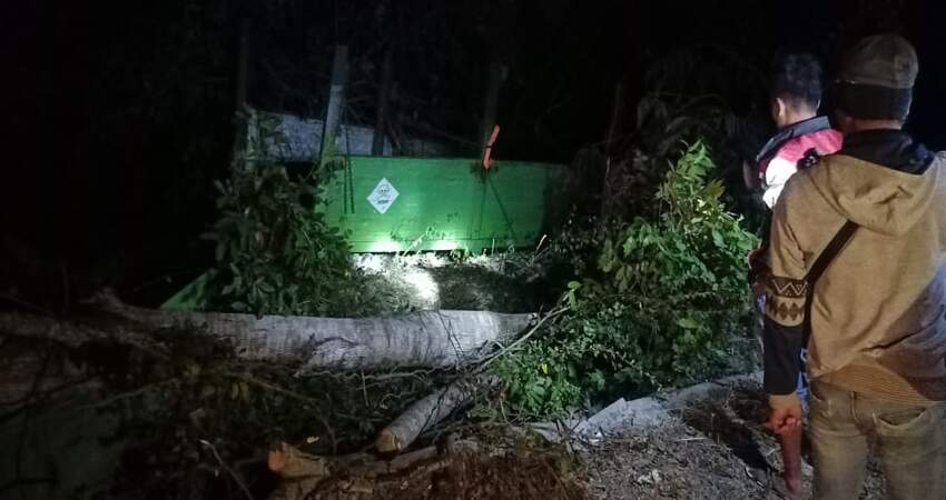 Kondisi truk yang ringsek setelah oleng dan menabrak pohon di pinggir jalan. 