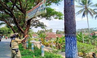 Anggota Satpol PP mencopot spanduk tak berijin di jalan-jalan wilayah Kabupaten Malang.