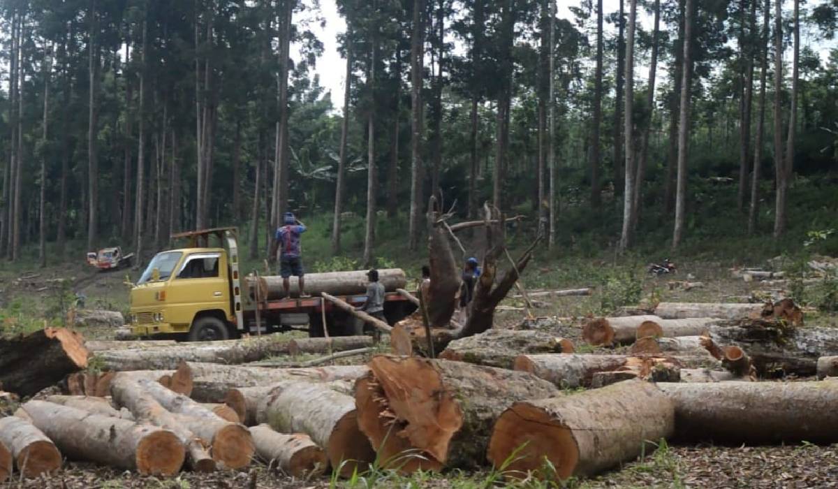 LMDH Khawatirkan Bencana dan Sumber Mata Air Paska Penebangan