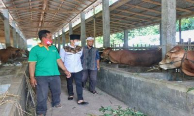 KUNJUNGI KANDANG: Mas Ipin saat mendatangi kandang komunal kelompok Mandiri Jati Bersemi di Desa Jati Kecamatan Karangan.
