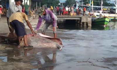 Salah satu hasil tangkapan nelayan di pantai Mayangan Probolinggo.