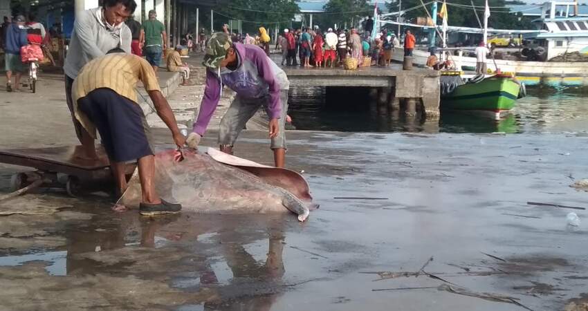 Salah satu hasil tangkapan nelayan di pantai Mayangan Probolinggo.