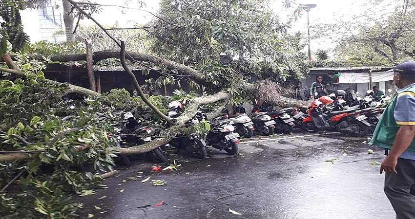 Diterpa Angin Kencang, Pohon Trembesi Samping MOG Timpa Motor Parkir