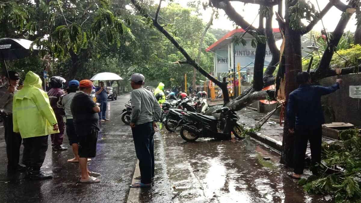 Diterjang Angin Kencang, Pohon Trembesi Tumbang Timpa Tiga Motor