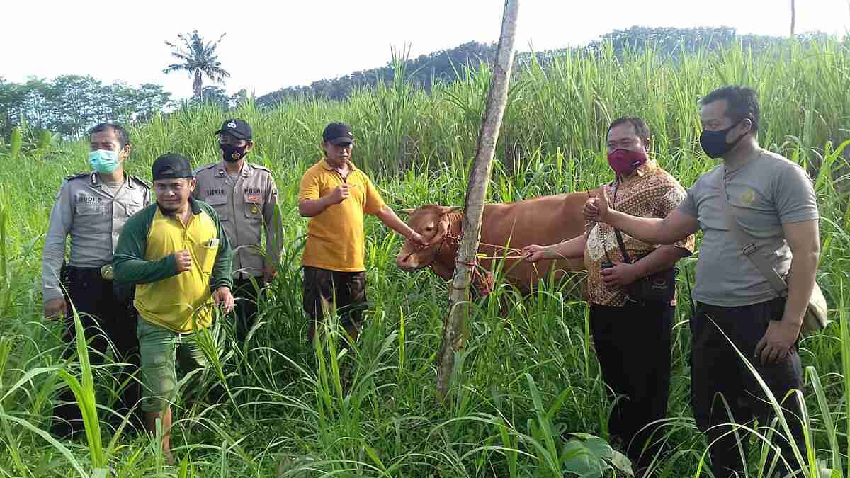 Hati-hati…Jelang Ramadhan Tren Pencurian Sapi Lumajang Biasa Naik