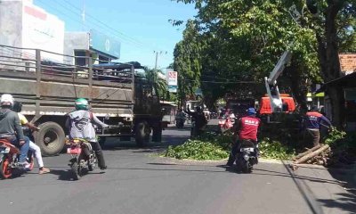 Hadapi Kemarau, DLH Kota Probolinggo Mulai Pangkas Dahan Pohon