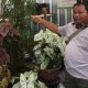 Pedagang Bunga Hias Desa Sidomulyo Batu Turun Omzet