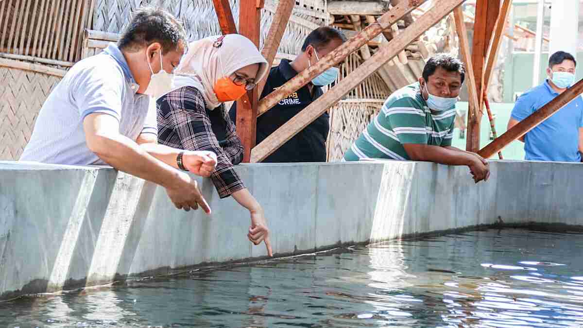 Peluang Bisnis Ikan Koi Sangat Menjanjikan, Wakil Bupati Lumajang Berharap Bisa Dikembangkan