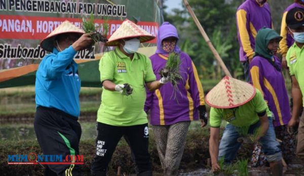 Bupati Situbondo Tanam Perdana Padi yang Mampu Hasilkan Panen Berlipat Tiga Kali