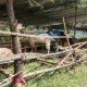 Layani Pemotongan Hewan Kurban, Kemenag Kota Malang Gandeng Perumda Tunas