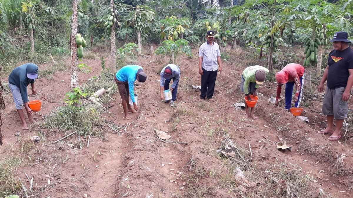 Manfaatkan Lahan Tak Produktif, Petani Jember Mulai Budidaya Tanaman Porang