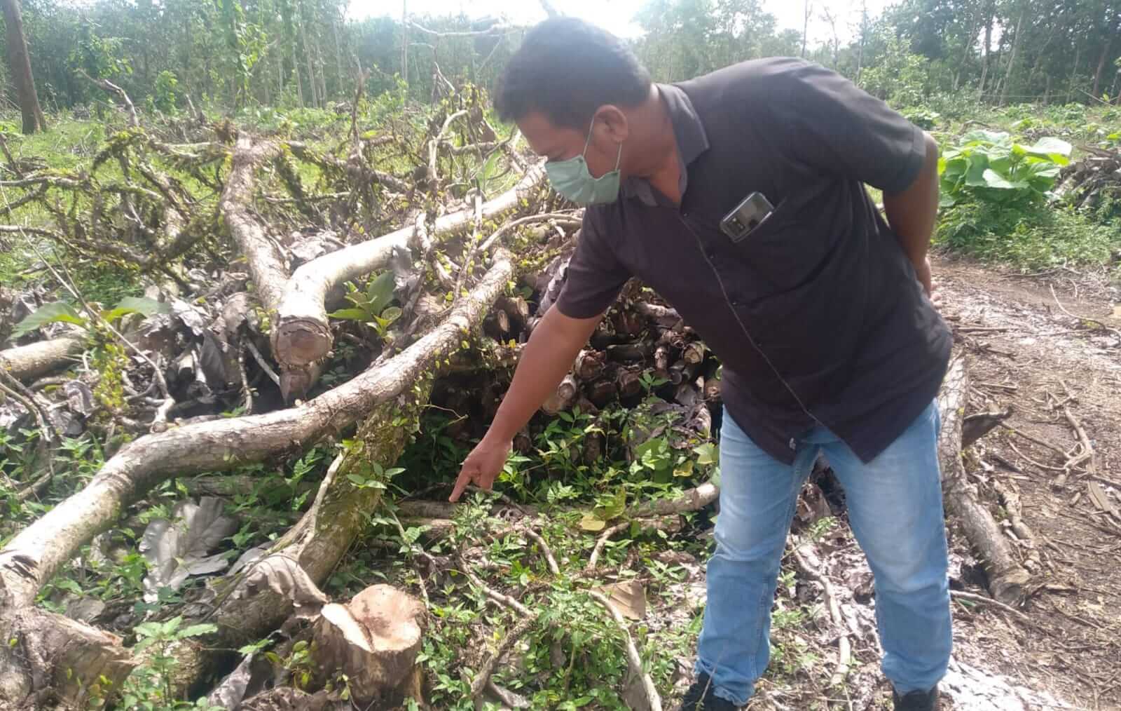 Ngeri..Hutan Jati 20 Hektar Lebih di Pandansari Lumajang Ditebang Habis Perhutani