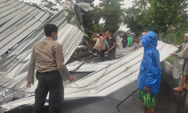 Dihajar Hujan Deras Disertai Angin, Pohon Tumbang kembali Hantui Wilayah Bondowoso