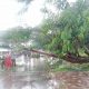 Pohon Sengon Tumbang ke Badan Jalan, Jalan Pantura Situbondo Alami Kemacetan