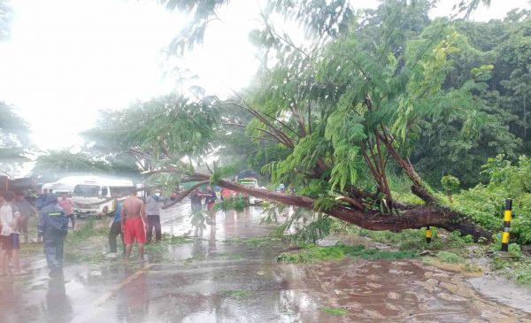 Pohon Sengon Tumbang ke Badan Jalan, Jalan Pantura Situbondo Alami Kemacetan