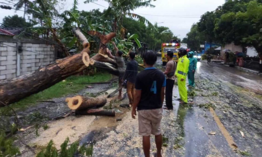 Anggota TNI di Situbondo Meninggal Usai menjadi Korban Pohon Tumbang, Beberapa Rumah Turut Terdampak