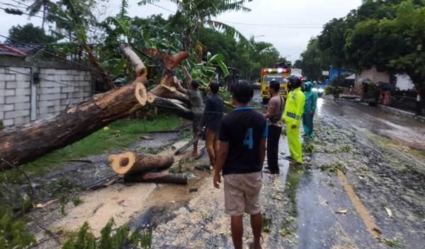 Anggota TNI di Situbondo Meninggal Usai menjadi Korban Pohon Tumbang, Beberapa Rumah Turut Terdampak