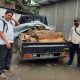 Tiga dari Lima Orang Diamankan Perhutani berikut Mobil Pikap Bermuatan Puluhan Balok Kayu Sonokeling