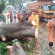 Hujan Deras, Delapan Pohon Tumbang dan Timpa Dua Mobil di Malang