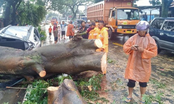 Hujan Deras, Delapan Pohon Tumbang dan Timpa Dua Mobil di Malang